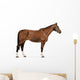standing german warmblood horse with halter Wall Decal