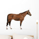 standing german warmblood horse with halter Wall Decal