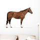 standing german warmblood horse with halter Wall Decal