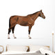 standing german warmblood horse with halter Wall Decal