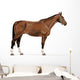 standing german warmblood horse with halter Wall Decal