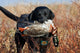 Black Lab with Mallard