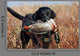 Black Lab with Mallard