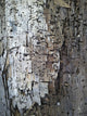 Wood Wall Mural