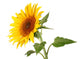 Sunflower Wall Decal
