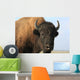 Close-up buffalo Wall Mural