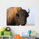 Close-up buffalo Wall Mural