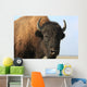 Close-up buffalo Wall Mural