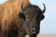 Close-up buffalo Wall Mural