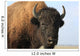 Close-up buffalo Wall Mural