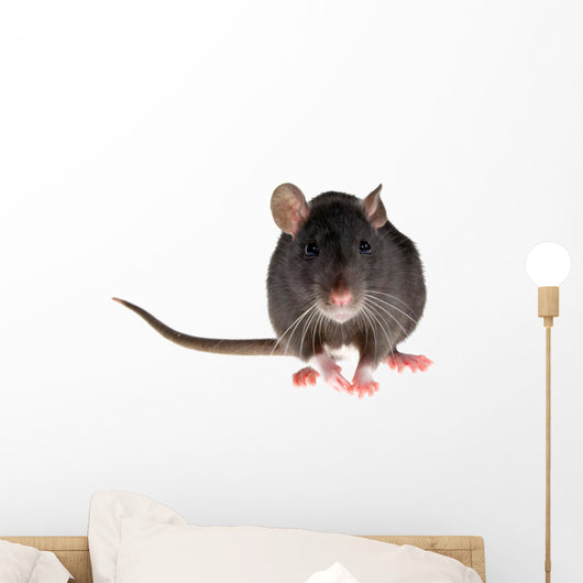 rat Wall Decal
