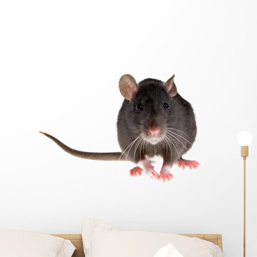 rat Wall Decal