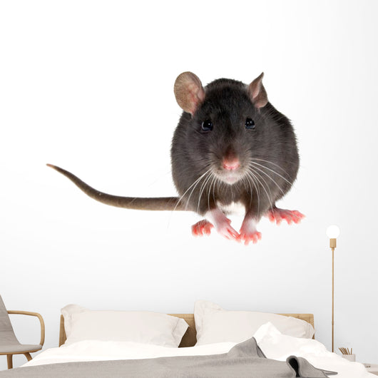 rat Wall Decal