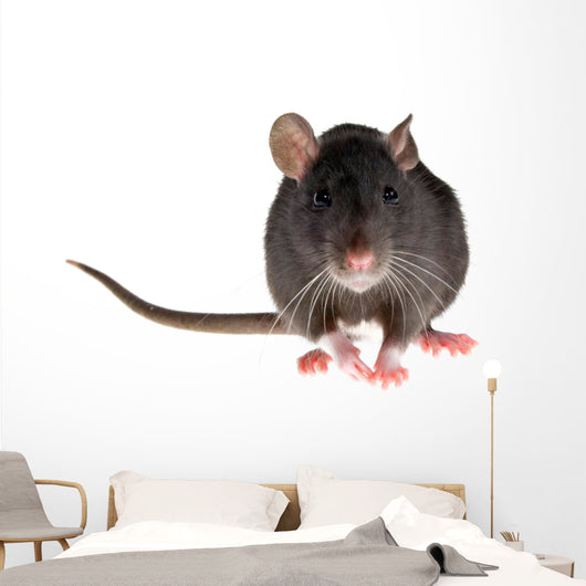 rat Wall Decal