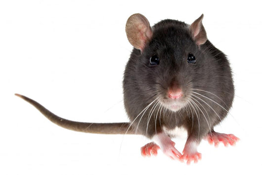rat Wall Decal