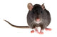 rat Wall Decal