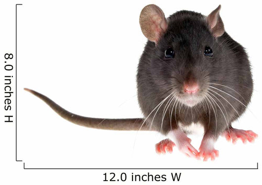 rat Wall Decal
