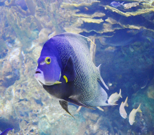 Aquarium Fish Wall Mural