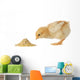 Baby chicken having a meal Wall Decal