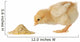 Baby chicken having a meal Wall Decal