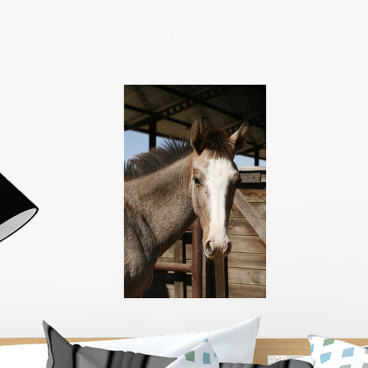 Foal