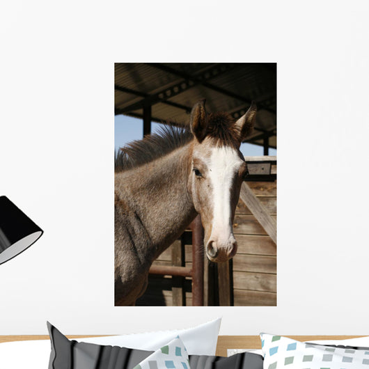 Foal