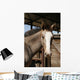 Foal