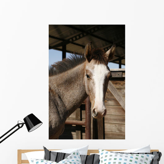 Foal