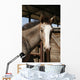 Foal
