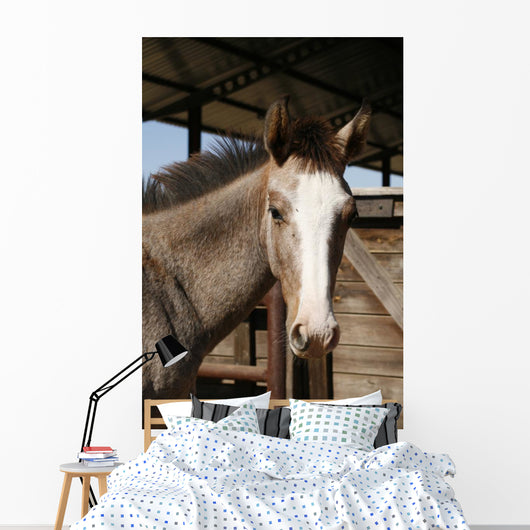 Foal