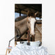 Foal