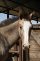 Foal