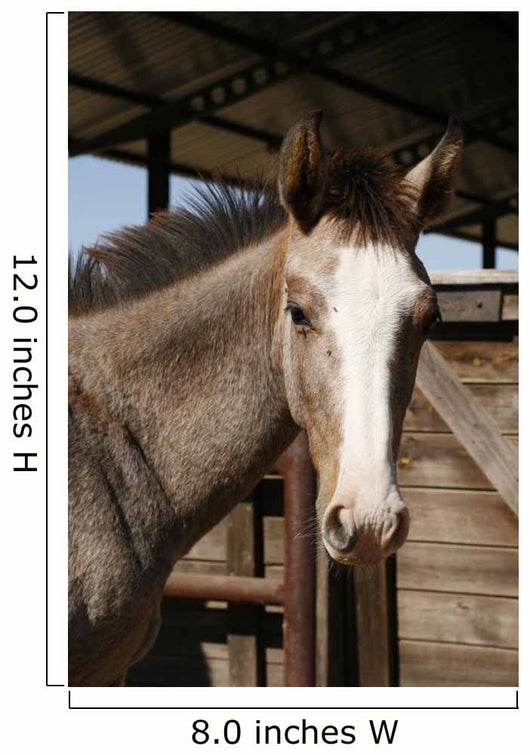Foal