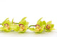 Orchidea