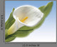 White Cala Wall Mural