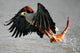 African Fish Eagle (Haliaeetus vocifer). Wall Mural