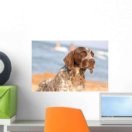 German Shorthaired Pointer Beach Wall Mural
