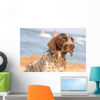 German Shorthaired Pointer Beach Wall Mural shown on a wall