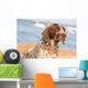 German Shorthaired Pointer Beach Wall Mural
