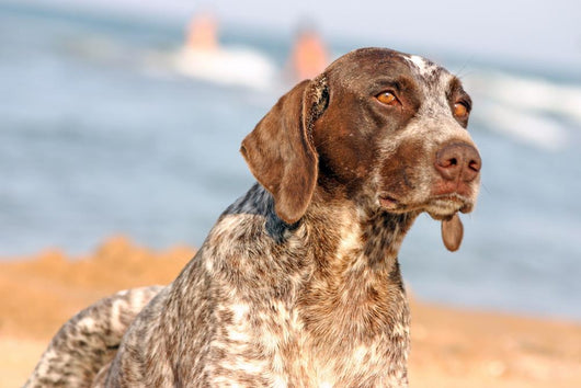 German Shorthaired Pointer Beach Wall Mural
