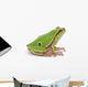 Tree Frog