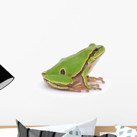Tree Frog