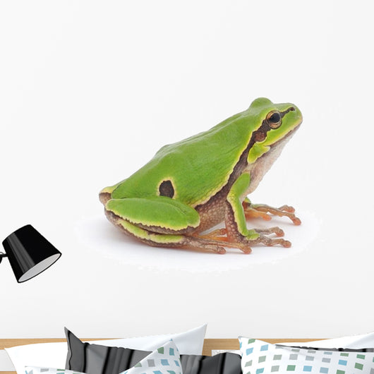 Tree Frog