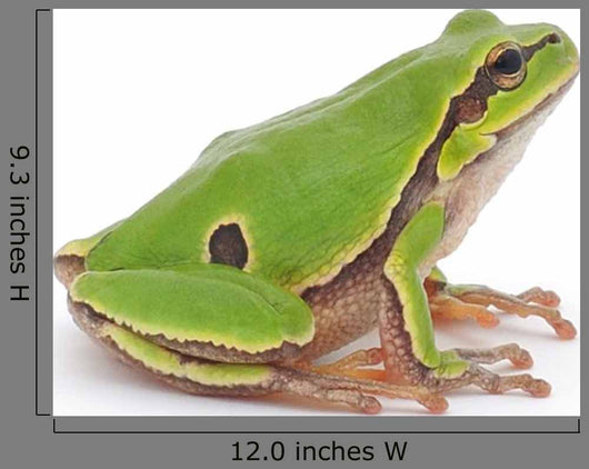 Tree Frog