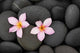Pebbles and Two Frangipani Wall Mural