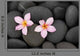 Pebbles and Two Frangipani Wall Mural