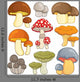 Nummy Fairy Mushrooms Wall Decal