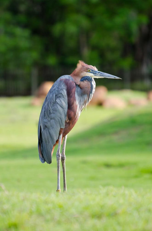 Giant Heron Standing Green Wall Mural
