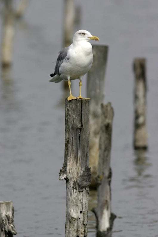 Goeland Cendr