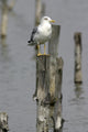 Goeland Cendr